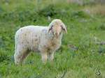 Ein Lamm auf einer Wiese in Bracciano.