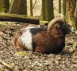 MUFFLON(WILDSCHAF)BEIM VERDAUNGSSCHLFCHEN IM WIDPARK DILLENBURG-DONSBACH  MUFFLONS(ovis ammon musimon),die in der Jungsteinzeit noch in Sd-/Osteuropa lebten,wurden bis  auf die Lnder