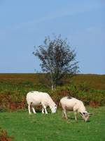 Welsh Mountain Sheeps (Walisische Bergschafe) im Brecon Beacons National Park, Mynydd Illtud, 15.09.16