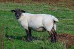 Welsh Mountain Sheep (Walisisches Bergschaf) im Brecon Beacons National Park, am Aufstieg zum Twyn-y-gaer, 15.09.16