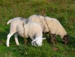 Welsh Mountain Sheeps (Walisische Bergschafe) im Brecon Beacons National Park, Mynydd Illtud, 15.09.16