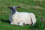 Welsh Mountain Sheep (Walisisches Bergschaf) im Brecon Beacons National Park, am Aufstieg zum Twyn-y-gaer, 15.09.16 