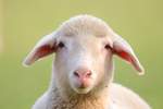 Ein junges Schaf, gesehen bei Oppenweiler, schaute verwundert in die Kamera.