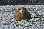 Dieses Schaf hat es sich auf der Schneedecke gemütlich gemacht.