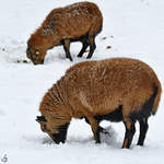 Schafe beim Schaben und Grasen im Schnee.