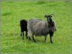 Neugierige Schafe am 12.06.10 in Kautenbach.