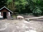 Ein Schwein im Tierpark Gera