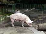 Ein Schwein im Tierpark Gera