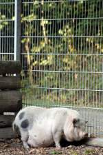 Hngebauchschwein im Tiergehege Zeulenroda am 29.09.2011