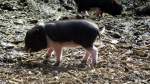 Junges Hängebauchschwein im Tiergehege Zeulenroda am 12.04.13