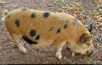 Mini-Schwein im Hhenpark Killesberg in Stuttgart.