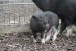 Minipig am 1.5.2010 im Tierpark Bad Ksen.