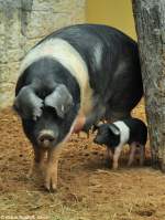 Presticke-Schwein, eine tschechische Zuchtrasse (Sus scrofa f.