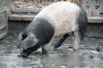 Schwbisch-Hllisches Schwein beim Whlen im berfrorenen Tmpel am 13.12.2009 im Tierpark Berlin.