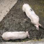 2x mal Schwein im Dreck!