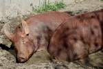 Die englische Schweinerasse Tamworth ist eine Weltweit gefrdete Rasse mit weniger als 300 Suen.