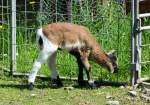 Junge Ziege im Hochwildpark Rheinland bei Kommern - 10.05.2015