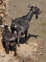 Westafrikanische Zwergziegen Anfang Juli 2010 im Zoo Schwerin.