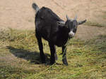 Eine Westafrikanische Zwergziege Anfang Juli 2010 im Zoo Schwerin.