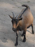 Eine Westafrikanische Zwergziege Anfang Juli 2010 im Zoo Schwerin.