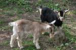 Kleine Afrikanische Zwergziegen am 26.4.2010 im Vogelpark Karlsdorf-Neuthard.