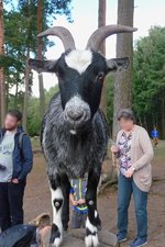 Die Zwergziege kommt ganz gro raus im Serengetipark, 9.9.15