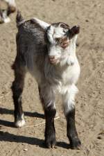 Lamm einer Girgentana-Ziege am 18.4.2010 im Tierpark Berlin.