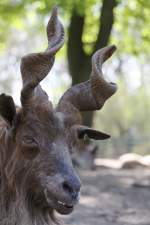 Girgentana-Ziege am 18.4.2010 im Tierpark Berlin.