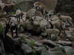 Ziegenfamilie im Tierpark in Nrnberg- 29.07.2013.