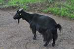 mir unbekannte Ziegenart im Wildpark (ALLENSBACH, Landkreis Konstanz/Deutschland, 29.09.2014)