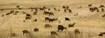 Ziegen auf Grasfeldern in Andalusien.