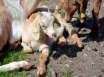 Jungziegen im Hochwildpark Rheinland - 10.05.2015