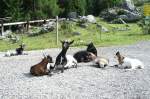 Familie Gai auf der Alm.