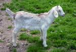 Junge Ziege im Hochwildpark Rheinland in Kommern - 10.05.2015