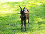 Junge Ziege im Tierpark Dessau.