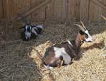 Diese Ziegen lassen sich im Moment nicht st�ren, beim  Bauernhof in der Stadt  auf einem Teil vom Parking Glacis in Luxemburg.