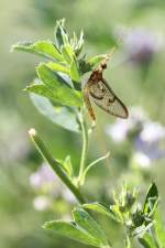 Gemeine Eintagsfliege (Ephemera vulgata) am 20.7.2010 bei Neuried am Oberrhein.