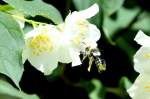 Eine Biene im Landeanflug auf eine Jasminblte.