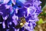 Biene mit Pollen-Pckchen im heimischen Garten, aufgenommen am 29.03.2014
