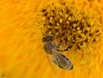 Eine Biene im elterlichen Garten.