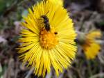 Wespe(Vespinae)verzehrt whrend des Pollensammelns auf einer Huflattichblte eine kleine Mcke; 130813
