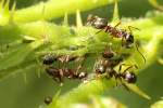 Braune Wegameisen (Lasius brunneus) am 4.6.2010 in Istein.