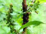 Ameisen pflegen ihre Lausfarm;120603