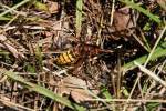 Hornisse (Vespa crabro) am 18.7.2010 am Rhein bei Rust.