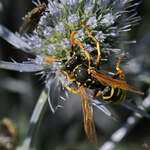 Eine Wespe auf der Suche nach Blütenstaub.