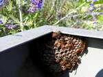 Wespen nutzen eine alte Stahlkonstruktion für ihren wabenförmigen Bau, unweit blühender Natur; 230924