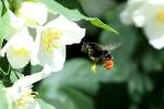 Eine Steinhummel im Landeanflug auf eine Jasminblte.