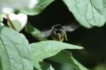 Bei so viel Pollen juckt auch mal einer Biene die Nase.