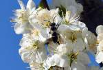 Sandbiene (Andrena cineraria) Mnnchen, auf einer Blte - Eu 08.04.2012