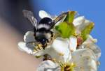 Sandbiene (Andrena cineraria) Weibchen auf einer Blte - Eu 08.04.2012